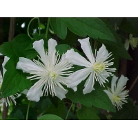 Clematis'Paul Farges' 